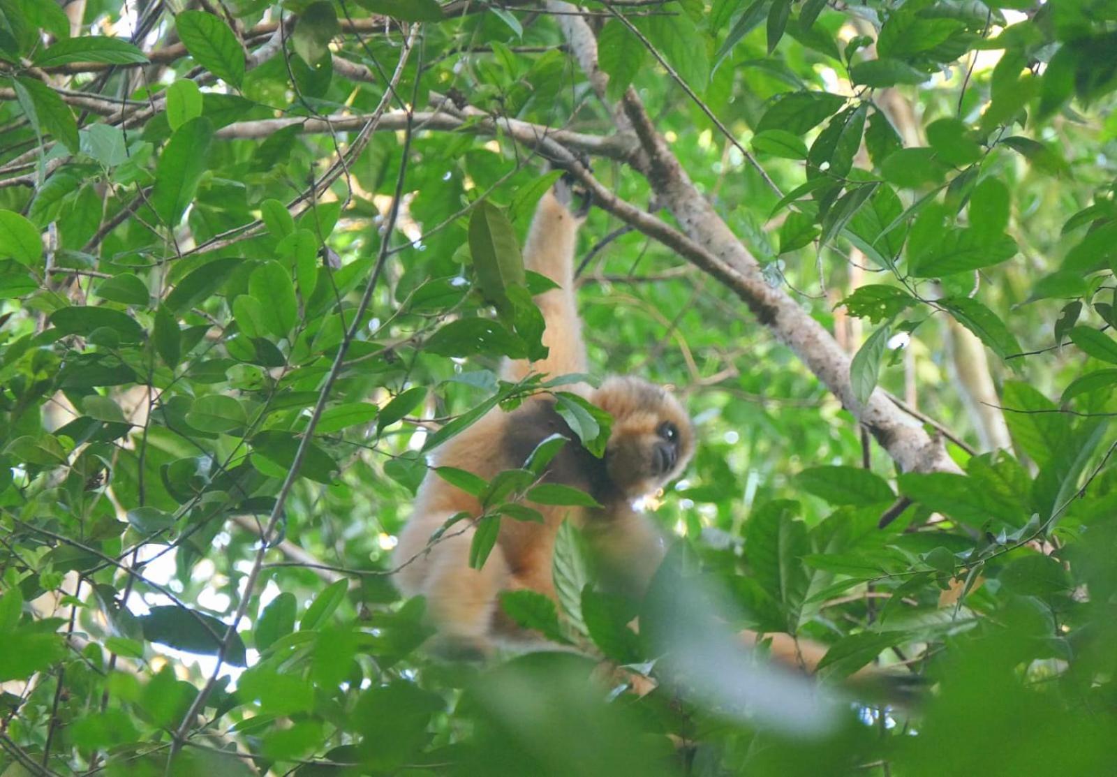 Tribal Village Homestay & Trekking Banlung Rum bild